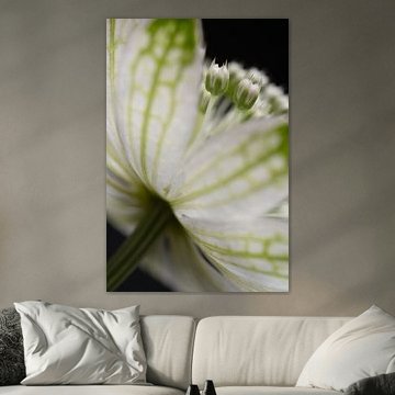 Hinter den Blütenblättern von Marjolijn van den Berg