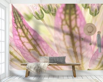 Blickfang: Alte Rose Astrantia Major von Marjolijn van den Berg