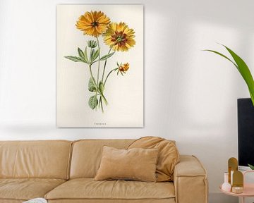 Frederick Edward Hulme - Coreopsis by Creativity Building