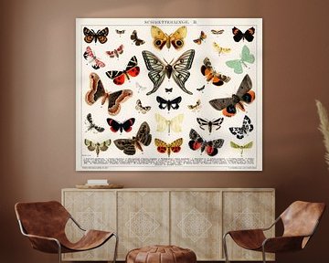 Lithographie ancienne de papillon et de mite sur Creativity Building