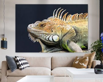 Green iguana portrait by Dennis van de Water