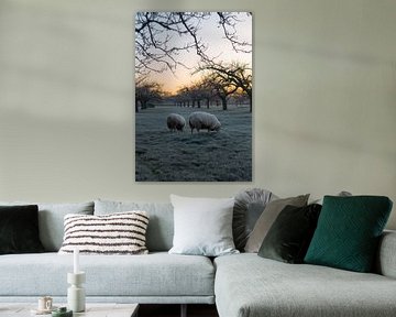 sheep 2 van Tim Breeschooten