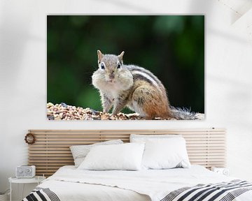 Ein Eichhörnchen am Futterhäuschen von Claude Laprise