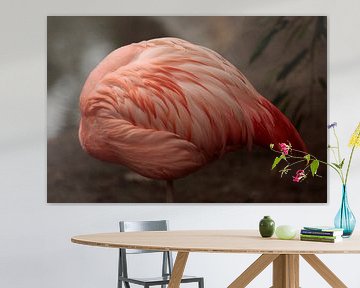 Flamant rose sur Frank Smedts