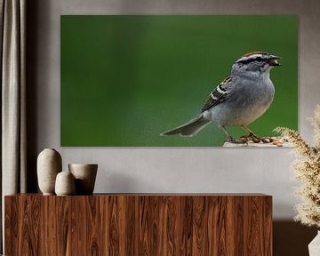 Een vogel bij de tuinvoederbak van Claude Laprise