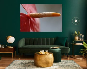 Anthurium flamboyant