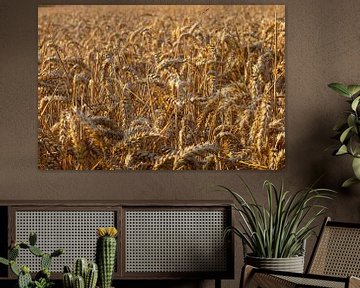 Barley by Tim Zentgraf