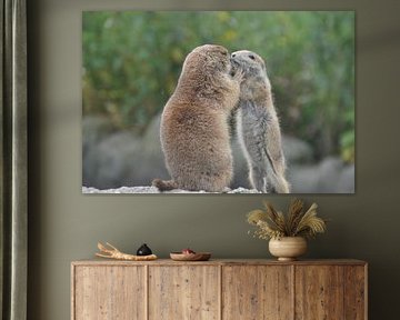 pas op hoor! by Hans Swarttouw