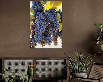 uicy red wine grapes by Rüdiger Rebmann