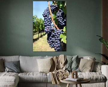 Rich grape harvest by Rüdiger Rebmann