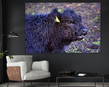 The Galloway cattle shows tongue