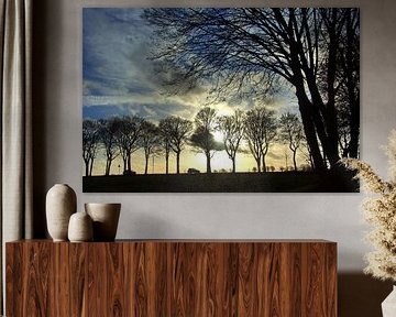 Winter Tree Shade Still Life