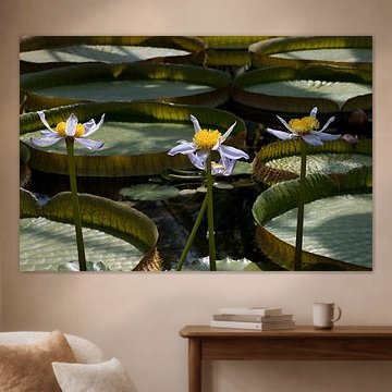 Nymphaea gigantea is a species of aquatic perennial herbaceous plant native to 