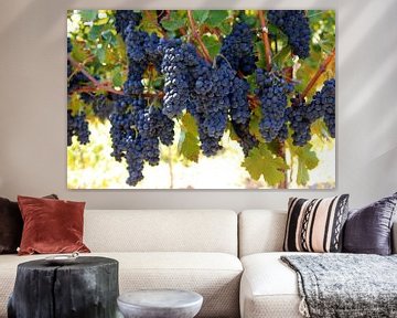 Red wine grapes on the vine by Rüdiger Rebmann
