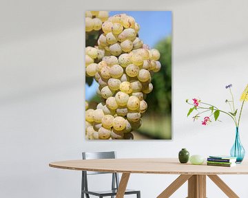White wine grapes on the vine by Rüdiger Rebmann