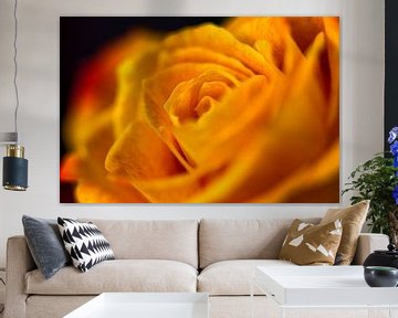 Oranje roos van 2BHAPPY4EVER photography & art