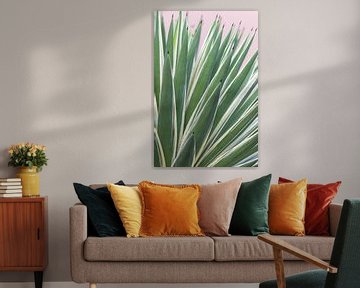 Stylish agave plant