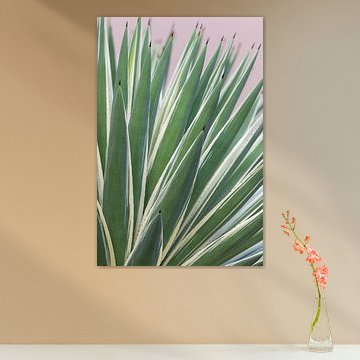 Stilvolle Agavenpflanze