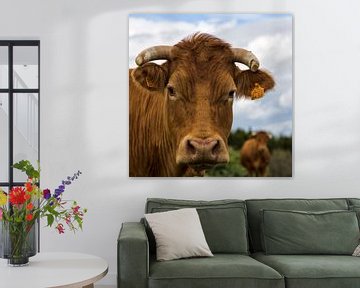 Franse koe(ien) van 2BHAPPY4EVER photography & art