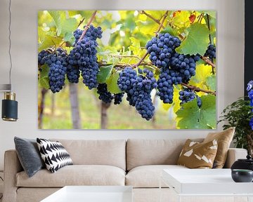 Rode druiven aan de wijnstok van Rüdiger Rebmann