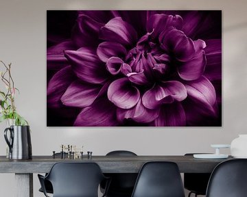 Macrobloem Purple Dahlia van Dieter Walther