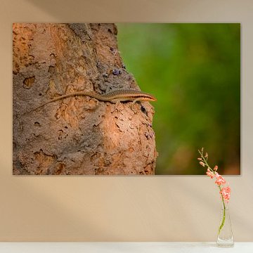 Hagedis op boomstronk