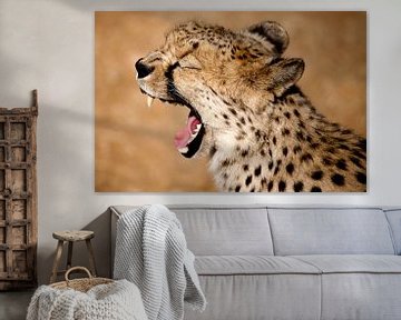 Cheetah gapen