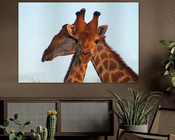 Nieuwsgierige giraffe