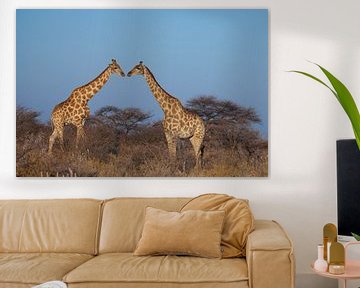 Kussende giraffen van Remco Siero