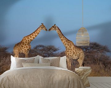 Kissing giraffes by Remco Siero