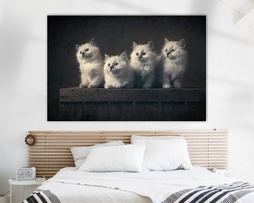 Vier ragdoll kittens op een houten krat van Elles Rijsdijk