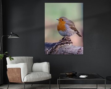 Portrait of a robin by Evelien Brouwer