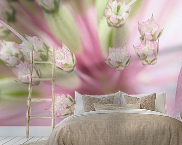 Spring feeling: Pastel-coloured Astrantia Major by Marjolijn van den Berg