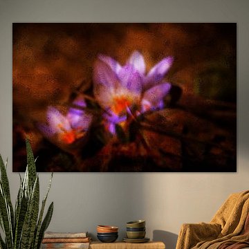 FLORA : KROKUSSE HINTER GLAS