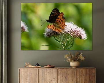 Twee vlinders op een bloem van Remco Ditmar