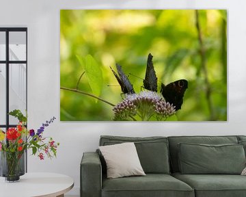 Drie vlinders op een bloem met uitzicht op de natuur van Remco Ditmar