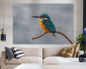 Kingfisher van Heinz Grates