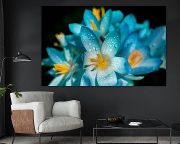 A blue and turquoise touch with crocus spring flowers by Jolanda de Jong-Jansen