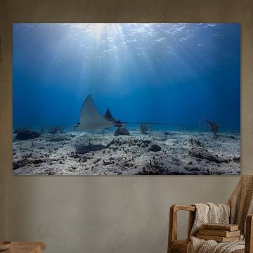 Raie aigle tachetée sur DesignedByJoost