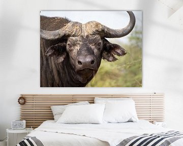 Head of a water buffalo in Murchison Falls, Uganda by Teun Janssen