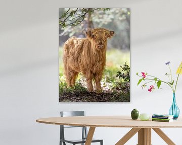 Scottish highland calf by Roy Kreeftenberg