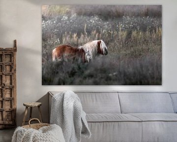 Pony gemischt in seiner Landschaft von Roy Kreeftenberg