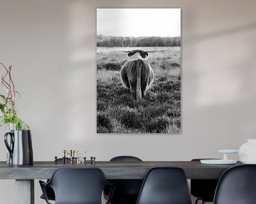 Scottish Highlander on the moors | Netherlands | Animal | Black and white photography by Mirjam Broekhof