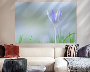 soft purple crocus by Mel van Schayk