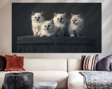 Kittens van Elles Rijsdijk