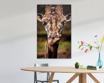 Portretfoto van een Giraf van Design Wall Arts