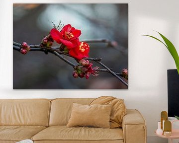 Red Quince bloom by Leonidas Ladinskis