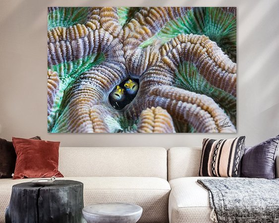 Aperçu de la chambre