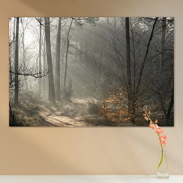 Veluwe fog and sunbeams