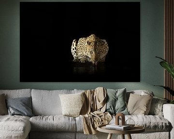 Leopard drinking in the night